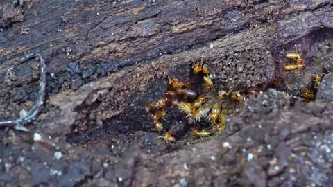Group of the small termite, Termites are social creatures that damage people's w Stock Footage 169880676