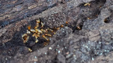 Group of the small termite, Termites are social creatures that damage people's w Stock Footage 169880759