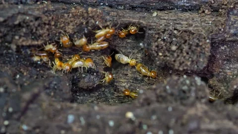 Group of the small termite, Termites are social creatures that damage people's w Stock Footage 169880920