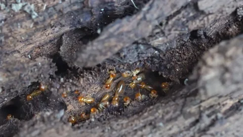 Group of the small termite, Termites are social creatures that damage people's w Stock Footage 169880982