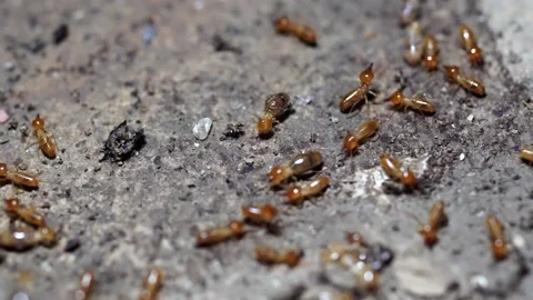 Group of the small termite, Termites are social creatures that damage people's w Stock Footage 169881390