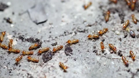 Group of the small termite, Termites are social creatures that damage people's w Stock Footage 169881591