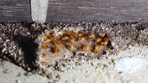 Group of the small termite, Termites are social creatures that damage people's w Stock Footage 169882391