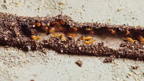 Group of the small termite, Termites are social creatures that damage people's w Stock Footage 169945841