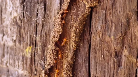 Group of the small termite, Termites are social creatures that damage people's w Stock Footage 169945855