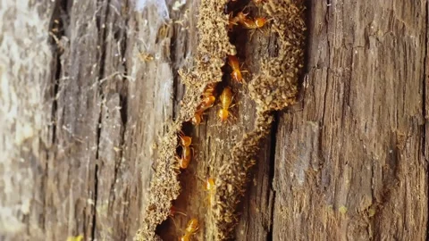 Group of the small termite, Termites are social creatures that damage people's w Stock Footage 169948065