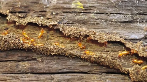 Group of the small termite, Termites are social creatures that damage people's w Stock Footage 169954279