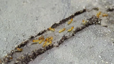 Group of the small termite, Termites are social creatures that damage people's w Stock Footage 169959520