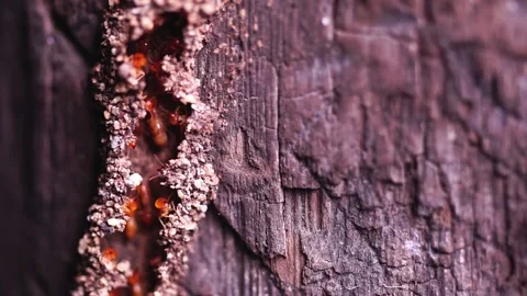 Group of the small termite, Termites are social creatures that damage people's w Stock Footage 170012925