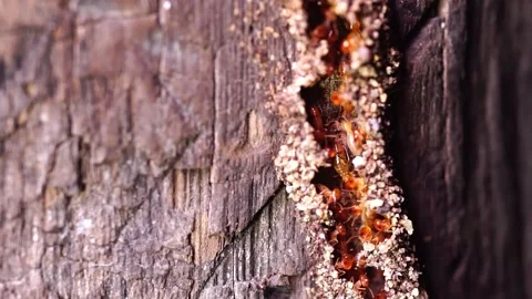 Group of the small termite, Termites are social creatures that damage people's w Stock Footage 170012944