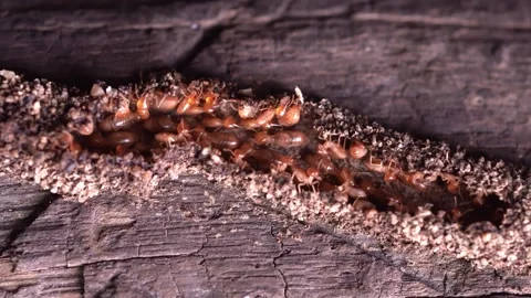 Group of the small termite, Termites are social creatures that damage people's w Stock Footage 170013406
