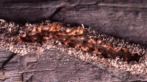 Group of the small termite, Termites are social creatures that damage people's w Stock Footage 170013411
