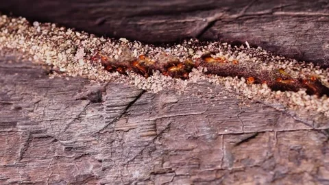 Group of the small termite, Termites are social creatures that damage people's w Stock Footage 170014107