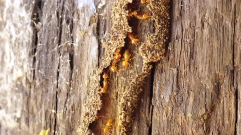 Group of the small termite, Termites are social creatures that damage people's w Stock Footage 171748049