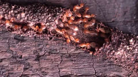 Group of the small termite, walking in the nest, Stock Footage 200972167