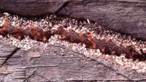 Group of the small termite, walking in the nest, 스톡 동영상 200972234