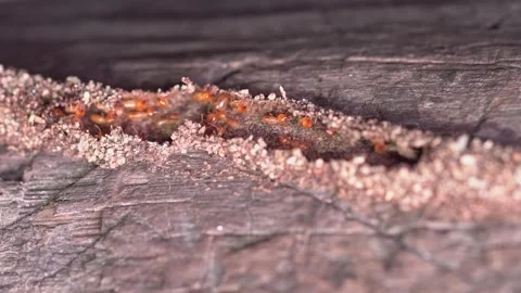 Group of the small termite, walking in the nest, Termites are social creatures t 스톡 동영상 207822835