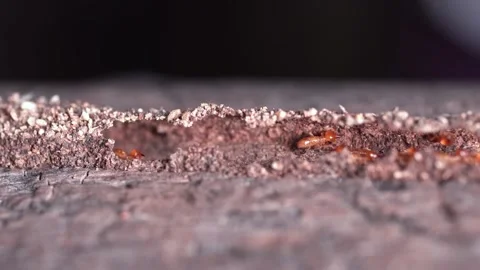 Group of the small termite, walking in the nest, Termites are social creatures t Stock Footage 207822845