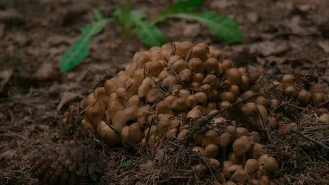 A group of small toadstool mushrooms grows on forest soil. Beautiful small Stock Photos