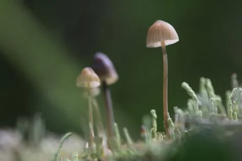 Group of small toadstools in moss Stock Photos