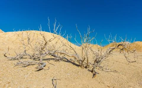Group of Small Trees in the Desert Sand Stock Photos