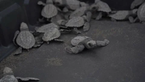 Group of Small Turtles in a Box to Be Free Stock Footage 293648023
