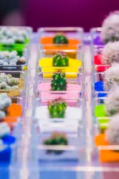 Group of small various cactuses in pots with colored sand ground. Selective f Stock Photos