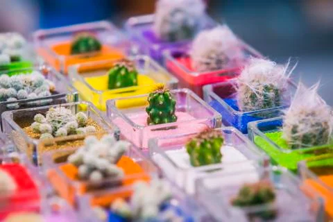 Group of small various cactuses in pots with colored sand ground. Selective f Stock Photos