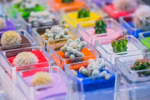 Group of small various cactuses in pots with colored sand ground. Selective f Stock Photos