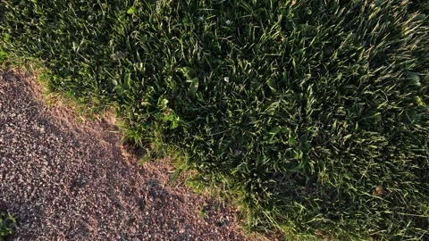 A Group of Small Western Toads Crawl Through Grass - Shallow DOF Stock Footage 245785291