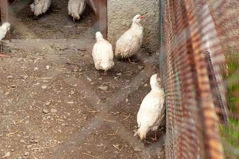 Group of small white partridges with red beaks walking on a dirt ground nea.. Stock Photos