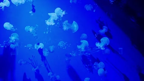 Group of small white-spotted jellyfish floating gracefully in deep blue water wi Stock Footage 295991672