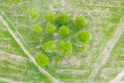 Group of small willow trees with a round crown in a city park aerial top view Foto stock