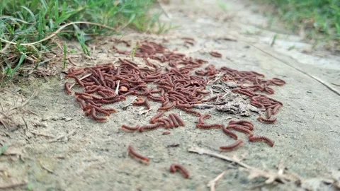 Group Of Small Worms Crawling On Soil Ground Video stock 339826112