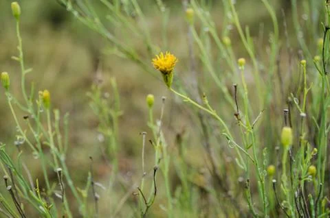 Group of small yellow orchids, pattern of beautiful yellow orchids, natural b Stock Photos