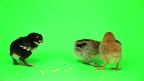 Group of small young chicken chicks on Green screen ready to be keyed. Stock Footage 73640973