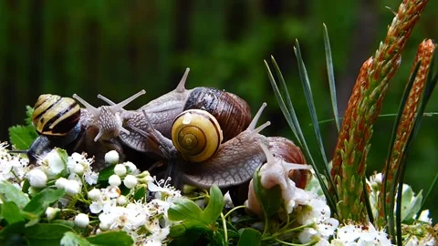 Group of snail Video stock 270817735