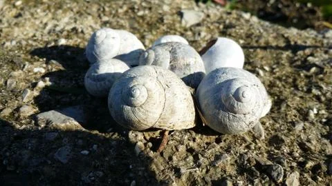 Group of snail shells in a meadow in the sun Stock Photos