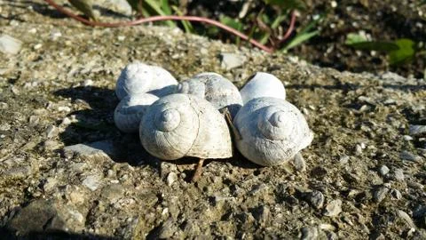 Group of snail shells in a meadow in the sun Foto stock
