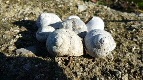 Group of snail shells in a meadow in the sun Stock Photos