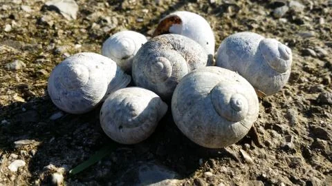 Group of snail shells in a meadow in the sun Stock Photos
