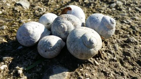 Group of snail shells in a meadow in the sun Stock Photos