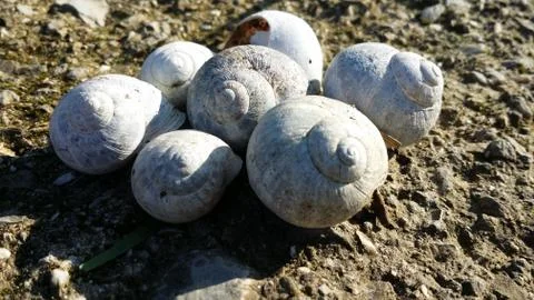 Group of snail shells in a meadow in the sun Stock Photos
