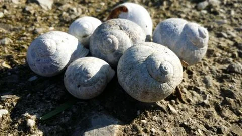Group of snail shells in a meadow in the sun Stock Photos