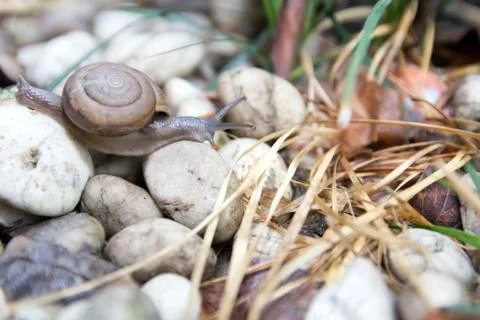 Group of snails climbing up on a tree Stock Photos