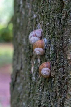 Group of snails climbing up on a tree Stock Photos