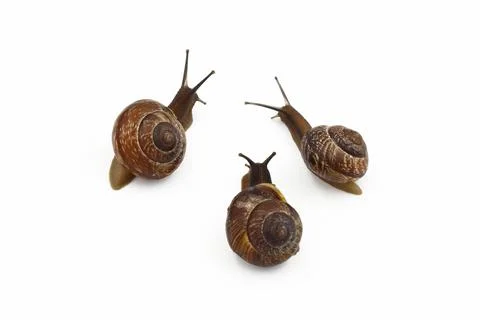 Group of snails close-up on a white background, for design. Foto stock