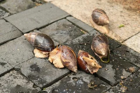 Group of snails crawling on wet pavement stones Stockfoto's