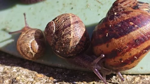 Group of Snails Moving and Exploring Surface Close Up Vidéo 333489853