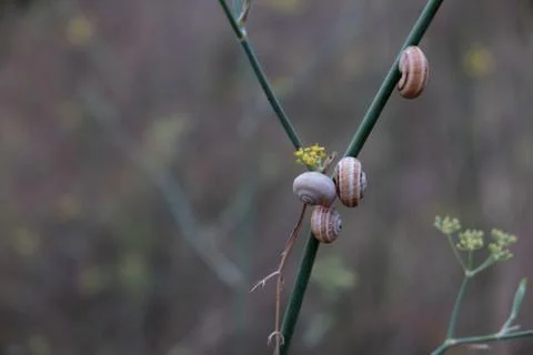 Group of snails on the same bush branch Stock Photos